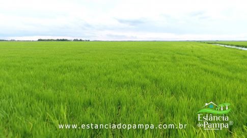 DOS EÓLICOS VIRA P FAZENDA_Moment.00_00_31_15.Quadro039_23f6f377f2e8acf55705adbb1e946cb92bc712a6.png